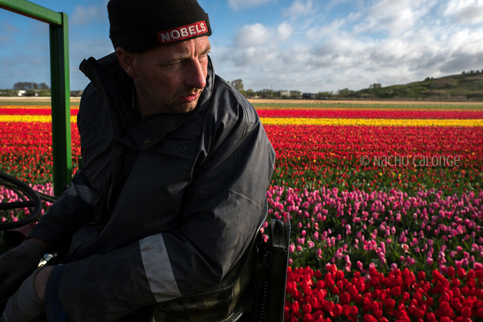 Flower trade in Netherlands